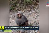 Avistamiento de babuino suelto en Santiago