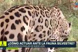 ¿Sabes cómo actuar ante un encuentro con fauna silvestre?