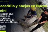 Cocodrilo y abejas movilizan a Protección Civil