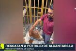 Potrillo cae en una alcantarilla en García