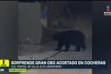 "Charmin" hace "home office" en Monterrey 