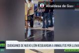 Ciudadanos resguardan a animalitos tras lluvias 