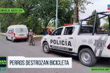 Jauría siembra el miedo en Montemorelos