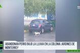Abandonan a perrito bajo la lluvia en Apodaca