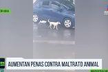 Castigarán severamente el maltrato animal en Nuevo León