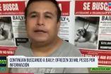 Sigue la búsqueda de Baily: novios ofrecen recompensa