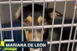 Lomitos abandonados: de la emoción a la calle