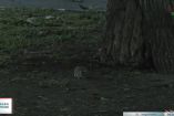 Excelsior
