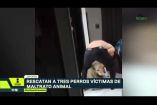 Un video difundido en redes muestra a un hombre golpeando a un perro en una casa de Almaterra, en Zapopan. Tras las imágenes, el refugio Buenos Chicos rescató a tres perros, que permanecen bajo resguardo. No te pierdas la Tercera Emisión de Imagen Noticias Guadalajara de lunes a viernes en punto de las 11:05 p.m. en el 3.1.

Síguenos en nuestras redes:

Instagram: https://www.instagram.com/imagentvgdl/
TikTok: https://www.tiktok.com/@imagennoticias
Twitter: https://twitter.com/ImagenTVGDL
Facebook: https://www.facebook.com/ImagenTVGDL/

Visita nuestro sitio Web: https://www.imagentv.com/guadalajara

Mantente siempre informado con las noticias sobre los acontecimientos más importantes a nivel nacional con Ricardo Camarena y Carolina Martínez.

¡Déjanos tus comentarios, da like, comparte y suscríbete!