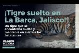 Las autoridades lograron la captura de un tigre que se encontraba suelto y mantenía en alerta a los habitantes de las comunidades de San José de las Moras y La Providencia, en el municipio de La Barca, #Jalisco.

#NoticiasImagen

Síguenos en nuestras redes:

Instagram: https://www.instagram.com/imagentvgdl/
TikTok: https://www.tiktok.com/@imagennoticias
Twitter: https://twitter.com/ImagenTVGDL
Facebook: https://www.facebook.com/ImagenTVGDL/
Visita nuestro sitio Web: https://www.imagentv.com/guadalajara

Mantente siempre informado con las noticias sobre los acontecimientos más importantes a nivel nacional con Carolina Martínez.

¡Déjanos tus comentarios, da like, comparte y suscríbete!