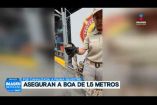 Elementos de Protección Civil y Bomberos de San Pedro #Tlaquepaque aseguraron una boa constrictora de aproximadamente 1.5 metros de longitud en la Col. Fovissste Miravalle.