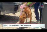 A dos meses del ataque de Canelo, un pitbull que agredió a María Guadalupe, de 67 años, la mujer continúa hospitalizada. Ha sido sometida a cerca de 10 cirugías y su familia asegura que no ha recibido apoyo del dueño. Síguenos en nuestras redes:

Instagram: https://www.instagram.com/imagentvgdl/
TikTok: https://www.tiktok.com/@imagennoticias
Twitter: https://twitter.com/ImagenTVGDL
Facebook: https://www.facebook.com/ImagenTVGDL/
Visita nuestro sitio Web: https://www.imagentv.com/guadalajara

Mantente siempre informado con las noticias sobre los acontecimientos más importantes a nivel nacional con Carolina Martínez.

¡Déjanos tus comentarios, da like, comparte y suscríbete!