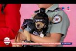 “Comando” es un chihuahua que se volvió viral tras ser adoptado por la Guardia Nacional para acercarse a la población. Hoy nos visitó en el foro para contarnos su historia y hablar sobre la labor de los binomios caninos de las Fuerzas Armadas.