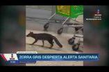 Una bebé está fuera de peligro tras ser rasguñada en Cancún por una zorra gris con rabia. La Secretaría de Salud de Quintana Roo pide a quienes tuvieron contacto con el animal afuera de un supermercado el 3 de octubre acudir de inmediato a evaluación médica. ¡Como nadie en la noche! #ImagenNoticias con Nacho Lozano de lunes a viernes a las 10:30 pm en el 3.1 #ImagenTelevisión. 

Visita nuestro sitio Web: http://bit.ly/2nT2Wz5 

Síguenos en nuestras redes: 
Instagram: @imagentvnoticias 
Tiktok: @imagennoticias 
X: @ImagenNoticias_ 
Facebook: https://www.facebook.com/ImagenTVNoticias/ 

Aquí encontrarás la mejor información nacional e internacional de Imagen Noticias con Francisco Zea, Paola Rojas, Crystal Mendivil y Nacho Lozano.