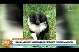 Luego de que se diera a conocer el presunto envenenamiento de perros en el Parque España en la Col. Condesa, de los seis casos reportados se confirmó la muerte de un cuarto perrito por consumir pastillas azules escondidas en pedazos de salchichas.   

#NoticiasImagen #ImagenNoticias530 

Visita nuestro sitio web: http://www.imagentv.com

No te pierdas Imagen Noticias 5:30 con Marlene Stahl, Nuria Gil y Adriana Treviño de lunes a viernes por Imagen Televisión.

TikTok 5:30: https://www.tiktok.com/@imagennoticias530 
TikTok Noticias: https://www.tiktok.com/@imagennoticias

Instagram 5:30: https://www.instagram.com/imagennoticias530 
Instagram Noticias: https://www.instagram.com/imagentvnoticias/

X 5:30: https://x.com/imagen530 
X Noticias: https://twitter.com/ImagenNoticias_
X Televisión: https://twitter.com/ImagenTVMex
 
Facebook Noticias: https://www.facebook.com/ImagenTVNoticias
 
Aquí encontrarás la mejor información nacional e internacional de Imagen Noticias con Francisco Zea, Nacho Lozano, Crystal Mendivil, Enrique Sánchez y Paola Rojas.