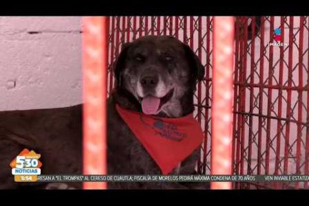 Después de ocho meses de espera, 156 perritos regresaron a casa tras ser reubicados del deportivo Hermanos Galeana en Gustavo A. Madero al Refugio Franciscano luego de que el 7 de enero las autoridades capitalinas aseguraran a más de 900 lomitos.