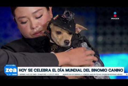 Nos acompañan en el foro de Imagen Noticias “Comando Chihuahua”, un perrito que forma parte de las Fuerzas Federales y que participó en el pasado desfile del 16 de septiembre, con motivo de celebrar el día Nacional del  Binomio Canino.