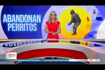 El resto recibió la atención médica veterinaria, sin embargo, tres más no lograron sobrevivir. Según los propios rescatistas presentaban huellas de violencia y maltrato.