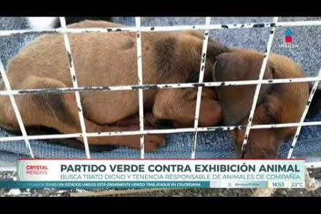 Jesús Sesma, recordó las nuevas disposiciones a la ley, que prohíben la exhibición prolongada de perros y gatos en vitrinas, jaulas y otros espacios destinados a su comercialización. Consideró que estas modificaciones priorizan el trato digno a los animales de compañía.