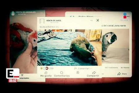 La trastienda del tráfico ilegal de fauna en #México no comenzó en la selva, sino con la creación de un perfil falso en las sombras de #FacebookMarketplace.   

#InvestigacionesExcélsior

#NoticiasImagen #ImagenNoticias530 Visita nuestro sitio web: http://www.imagentv.com

No te pierdas Imagen Noticias 5:30 con Marlene Stahl, Nuria Gil y Adriana Treviño de lunes a viernes por Imagen Televisión.

TikTok 5:30: https://www.tiktok.com/@imagennoticias530 
TikTok Noticias: https://www.tiktok.com/@imagennoticias

Instagram 5:30: https://www.instagram.com/imagennoticias530 
Instagram Noticias: https://www.instagram.com/imagentvnoticias/

X 5:30: https://x.com/imagen530 
X Noticias: https://twitter.com/ImagenNoticias_
X Televisión: https://twitter.com/ImagenTVMex
 
Facebook Noticias: https://www.facebook.com/ImagenTVNoticias
 
Aquí encontrarás la mejor información nacional e internacional de Imagen Noticias con Francisco Zea, Nacho Lozano, Crystal Mendivil, Enrique Sánchez y Paola Rojas.