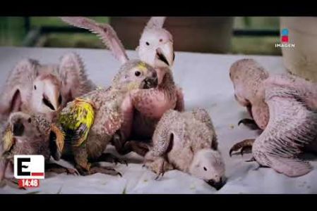 México es el segundo lugar a nivel mundial en venta ilegal de fauna silvestre por internet. El 77.3% de este tráfico se canaliza a través de redes sociales, principalmente por Facebook. Visita nuestro sitio web: http://www.imagentv.com

No te pierdas Imagen Noticias con Crystal Mendivil de lunes a viernes en punto de las 2:00 pm por Imagen Televisión.

Síguenos en nuestras redes

Instagram:
https://www.instagram.com/imagentvnoticias/
https://www.instagram.com/imagentvmex/

TikTok:
https://www.tiktok.com/@imagennoticias

X:
@ImagenNoticias_ https://twitter.com/ImagenNoticias_
@ImagenTVMex https://twitter.com/ImagenTVMex

Facebook:
https://www.facebook.com/ImagenTVNoticias