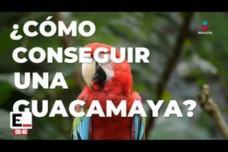México ocupa el segundo lugar mundial en venta ilegal de fauna silvestre. En internet y plataformas digitales basta con buscar para encontrar ofertas de animales.