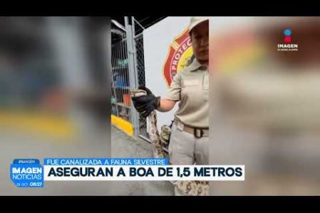 Elementos de Protección Civil y Bomberos de San Pedro #Tlaquepaque aseguraron una boa constrictora de aproximadamente 1.5 metros de longitud en la Col. Fovissste Miravalle.