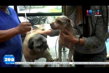 Tras pasar años olvidados en una azotea de Naucalpan, los perritos “Timón” y “Pumba” fueron rescatados. Ya recibieron atención médica y ahora buscan una nueva familia dispuesta adoptarlos juntos. 

#LoDijoZea #NoticiasImagen #ImagenNoticias 

Visita nuestro sitio web: http://www.imagentv.com

No te pierdas Imagen Noticias con Francisco Zea de lunes a viernes en punto de las 6:30 am por Imagen Televisión.

TikTok: https://www.tiktok.com/@imagennoticias

Instagram Imagen Noticias con Francisco Zea: https://www.instagram.com/imagenzea 
Instagram: https://www.instagram.com/imagentvnoticias/

X Imagen Noticias con Francisco Zea: https://x.com/imagenZea 
X Noticias: https://twitter.com/ImagenNoticias_
X Televisión: https://twitter.com/ImagenTVMex 
 
Facebook Imagen Noticias con Francisco Zea: https://www.facebook.com/ImagenZea/ 
Facebook: https://www.facebook.com/ImagenTVNoticias
 
Aquí encontrarás la mejor información nacional e internacional de Imagen Noticias con Francisco Zea, Nacho Lozano, Crystal Mendivil, Enrique Sánchez y Paola Rojas.