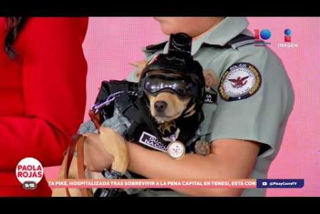 “Comando” es un chihuahua que se volvió viral tras ser adoptado por la Guardia Nacional para acercarse a la población. Hoy nos visitó en el foro para contarnos su historia y hablar sobre la labor de los binomios caninos de las Fuerzas Armadas.