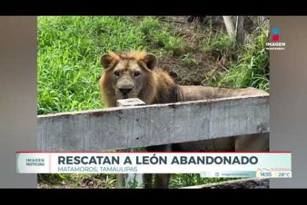 Encuentran a un león abandonado y en malas condiciones en Tamaulipas. 

No te pierdas Imagen Noticias Monterrey con Claudia Ovalle de lunes a viernes por Imagen Televisión Monterrey.
 
Síguenos en nuestras redes
Instagram: https://www.instagram.com/imagentvmonterrey/
Twitter: https://twitter.com/ImagenTVMTY
Facebook: https://www.facebook.com/ImagenTVMTY/

Mantente siempre informado con las noticias sobre los acontecimientos más importantes a nivel nacional con Claudia Ovalle y Brenda Cavazos.


¡Dale like y suscríbete!