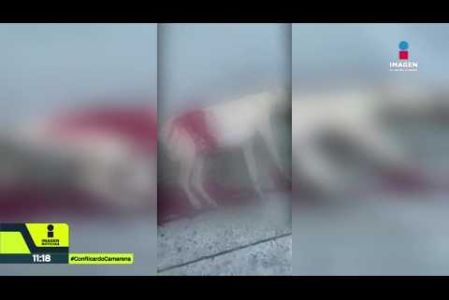 Kira, una perrita de un año y ocho meses, fue asesinada a puñaladas en Tlaquepaque y dejó 11 cachorros. Su familia recibió videos del presunto agresor, quien huyó en bicicleta. Denuncian que hubo amenazas a quienes intentaron defenderla. La Fiscalía de Jalisco ya investiga.