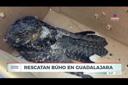 Un ciudadano puso a salvo a un búho que se encontraba herido y revoloteando en las inmediaciones de la Glorieta de la Estampida, en el cruce de las Av. Niños Héroes y López Mateos, en #Guadalajara.