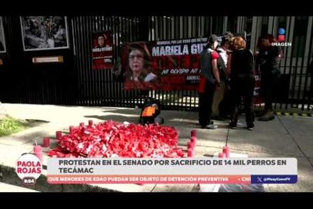 La ambientalista Zyanya Polastri y activistas acudieron al Senado para exigir acciones contra la senadora Mariela Gutiérrez, tras la muerte de alrededor de 10 mil perros en Tecámac.