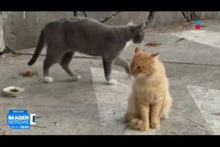 La Fiscalía del Estado inició una carpeta de investigación tras el hallazgo de 16 gatos sin vida y la desaparición de cuatro más dentro del Parque Alcalde, en #Guadalajara.

#NoticiasImagen

Síguenos en nuestras redes:

Instagram: https://www.instagram.com/imagentvgdl/
TikTok: https://www.tiktok.com/@imagennoticias
Twitter: https://twitter.com/ImagenTVGDL
Facebook: https://www.facebook.com/ImagenTVGDL/
Visita nuestro sitio Web: https://www.imagentv.com/guadalajara

Mantente siempre informado con las noticias sobre los acontecimientos más importantes a nivel nacional con Erick Breguer.

¡Déjanos tus comentarios, da like, comparte y suscríbete!