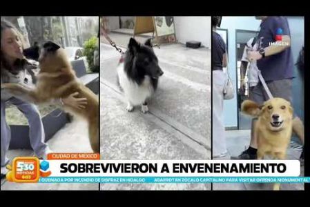 Kiara, Siberia y Ota regresaron a casa el jueves tras ser dadas de alta de dos hospitales veterinarios de la #CDMX, donde pasaron casi tres días internadas por consumir algunos de los más de 20 pedazos de cebo con insecticida que alguien dejó en Parque España.

#NoticiasImagen #ImagenNoticias530 Visita nuestro sitio web: http://www.imagentv.com

No te pierdas Imagen Noticias 5:30 con Marlene Stahl, Nuria Gil y Adriana Treviño de lunes a viernes por Imagen Televisión.

TikTok 5:30: https://www.tiktok.com/@imagennoticias530 
TikTok Noticias: https://www.tiktok.com/@imagennoticias

Instagram 5:30: https://www.instagram.com/imagennoticias530 
Instagram Noticias: https://www.instagram.com/imagentvnoticias/

X 5:30: https://x.com/imagen530 
X Noticias: https://twitter.com/ImagenNoticias_
X Televisión: https://twitter.com/ImagenTVMex
 
Facebook Noticias: https://www.facebook.com/ImagenTVNoticias
 
Aquí encontrarás la mejor información nacional e internacional de Imagen Noticias con Francisco Zea, Nacho Lozano, Crystal Mendivil, Enrique Sánchez y Paola Rojas.