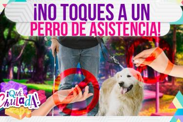 ¿Cómo se entrena a un perro de asistencia?