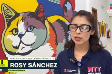 Hoy es el Día Internacional del Gato