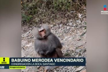 Avistamiento de babuino suelto en Santiago