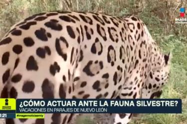 ¿Sabes cómo actuar ante un encuentro con fauna silvestre?