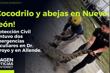 Cocodrilo y abejas movilizan a Protección Civil