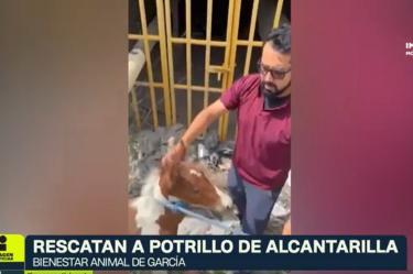Potrillo cae en una alcantarilla en García