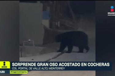 "Charmin" hace "home office" en Monterrey 