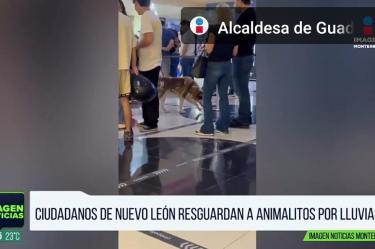 Ciudadanos resguardan a animalitos tras lluvias 