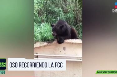 Oso disfruta la lluvia en Unidad Mederos de la UANL