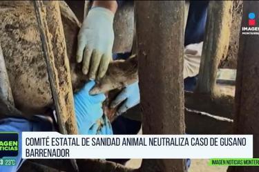 Neutralizan caso de gusano barrenador en Nuevo León 