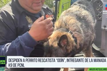 Fallece Odín, héroe canino de la manada K9 en Nuevo León
