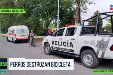 Jauría siembra el miedo en Montemorelos