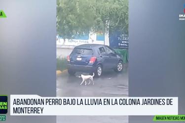 Abandonan a perrito bajo la lluvia en Apodaca