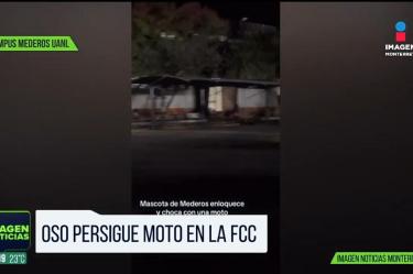 Oso persigue a motociclista en Campus Mederos