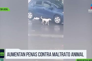 Castigarán severamente el maltrato animal en Nuevo León